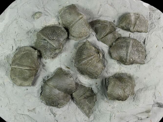 Ten Pyrite Replaced Brachiopod (Paraspirifer) Fossils - Ohio